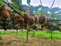 국내산 보성 그린 키위 10kg 참다래 농장직송 : 대영농장 키위마을