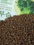 새싹 무순 씨앗 10g : 새싹바라기