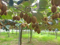 국내산 보성 그린 키위 10kg 참다래 농장직송 : 대영농장 키위마을