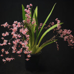 [베로정글] 온시디움 환타지아 난 진 핑크 랜덤배송 : 베로정글