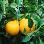 제주 고당도 한라봉 제철 선물세트 가정용 노지 할라봉 농장 : 제주더함