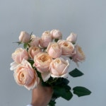 아모르젠반단   농장직송 졸업 생일 축하 장미꽃 꽃선물 장미 스승의날 어버이날 기념일 : 송현장미