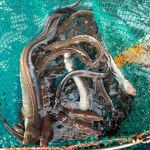 바다장어 통영 붕장어 구이 아나고 1kg 손질후 650g 자연산 국내산 대 사이즈 손질장어 : 손씨네밥상