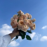 아모르젠반단   농장직송 졸업 생일 축하 장미꽃 꽃선물 장미 스승의날 어버이날 기념일 : 송현장미