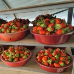 하동품애딸기 설향 500g 4팩 2kg 하우스 생딸기 2키로 한박스 선물세트 별천지 농장 : 향토박이