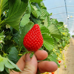 딸기 설향딸기 킹스베리 논산 산지직송 500g 750g 1kg : 온데이마켓