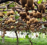 키위제주그린키위참다래10kg꼬마키위70g내외적당히후숙된벌크한정상품 : 제주 라니팜