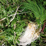 서산 햇 손질냉이 세척 생 달래 나물 찹찹이 : 춘식이네농장