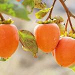 대봉, 야오끼, 둥씨, 월화 묘목 차량단감, 태추단감, 부유단감 [묘목] : 명우수목원