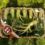 금산수삼 인삼선물세트 원수삼 특대 1채 선물세트 : 금산수삼시장