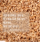 캐나다 파로 엠머밀 1kg 슈퍼푸드 곡물 효능 먹는법 저당밥 쌀 리조또 샐러드 토핑 : 행복N쇼핑