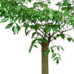 해피트리 관엽삭물 개업화분 이전축하화분 전시 행사화분 승진화분 공기청정식물 인테이어식물 TFD072 : 타임플라워샵