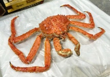 정성씨푸드 킹크랩 3.5kg : 정성씨푸드