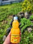 제주향 100% 착즙 제주 감귤 천혜향 한라봉 주스 330ml 4개 : 하루엔그릭