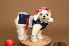 몽시앙 핸드메이드 백설공주한복 강아지 고양이 반려동물한복 추석 설날 명절 빔 외국인선물 : mongchien