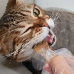 동해형씨 레토르트 원물건조 연어 28g 외 9종 국산 고급 보양식 : 동해형씨