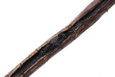 바바스 마다가스카르 바닐라빈 A등급 25g : 바오바닐라
