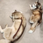 강아지 수제 간식  특대형 소 우신 150g (75g 2개) : 펫스낵스