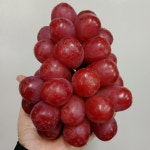 [한정판매]산지직송 신품종포도 글로리스타 적색포도2kg(4~5수)GAP인증 저탄소인증 : 다솔포도농원.