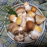 무농약 참송이버섯 송이버섯 250g 2개 국산 향 답례품 선물세트 : 연호버섯농장