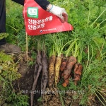 85년부터 무농약 흙당근 소망농장 안호현 농부님 1kg : 발리 마켓