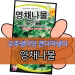 영채나물 20g 토속씨앗 약초 나물씨앗 종자 가드닝 주말농장 텃밭 세계종묘 : 농약사유