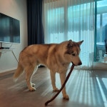 강아지 수제 간식  특대형 소 우신 150g (75g 2개) : 펫스낵스