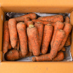 국내산 당근 햇당근 흙당근 3kg 5kg 10kg : 신선하랑