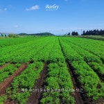 85년부터 무농약 흙당근 소망농장 안호현 농부님 1kg : 발리 마켓