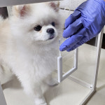 반려동물 산소방 대여 강아지 고양이 산소 발생기 렌탈 의료용 휴대용 울산 부산 경주 : 네오투메디