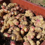 [산지직송] 25년 햇 서산 흙생강 세척생강 2kg : 팜스마트