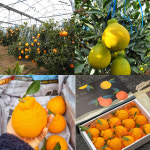 고당도 가정용한라봉 제주 서귀포 산지직송 : 바다빛농장