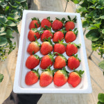 25-26년 시즌 산지직송 농장직거래 당일수확 선물용 프리미엄 국산 설향 생딸기 750g : 봄엔딸기농장