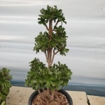 [수암다육] 에오니움 발사미페룸 단품 Aeonium balsamiferum 다육 아프리카식물 다육식물 플랜테리어 식집사 299 : 수암다육농장