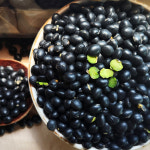 상주 서리태 검정콩 산지직송 국산 속청 쥐눈이콩 1kg : 상주갑장산굼벵이농장