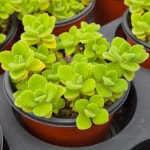 [소소한다육] 장미허브 Plectranthus tomentosa 다육식물 : 소소한다육Galmuri