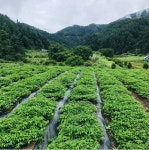 농업회사법인홍천화방다원주식회사 | 꽃차시대 차풀차 티백 5팩 150개 국내산 홍천화방다원 가마솥덖음 친환경 : 마켓따닥
