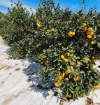 제주 타이벡 감귤 고당도 부모님 선물 가정용 산지직송 농장직송 3kg 5kg 9kg : 소농로드