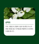 퓨어바이오 (60포 1세트) 2개월분 / 디톡스 변비해결 식이섬유 영양보충 다이어트유산균 : 주식회사 더바램