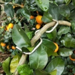 원예 묘목 과일나무 나무가지 식물 농작물 고정 지지대 나뭇가지 M타입 8센티 1개 : 세천마켓