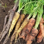 대통령표창 받은 농부가 직접재배한 제주 유기농 삼색당근 : 유기촌