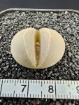 임펀칵투스/ 241222 랜덤 선물 코덱스  괴근식물 아프리카식물 농장 미니식물 소형식물  키우기쉬운식물 코노피튬 관엽 귀여운식물 리톱스... 