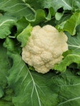 햇수확 생 콜리플라워 1kg 무농약 친환경,건강식단,이유식,샐러드,컬리플라워라이스 : 계룡산미래농장