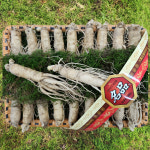 금산수삼시장 인삼선물세트 원수삼 대2채 선물세트 : 금산수삼시장