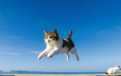 [토비네코] 토비네코 포스터 고양이 포스터 대형 포스터 : 한주