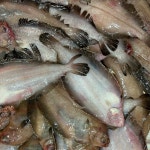 [자연산100%] 가자미회 1kg 국산  미주구리 막회 세꼬시 물회 회덮밥 회무침 횟감 손질회 : 하루 솜사탕