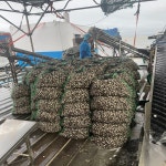 벌교 꼬막 당일조업 제철 새꼬막 1kg : 태화수산 꼬막