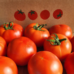 봄춘농장 무농약토마토 못난이 쥬스용토마토5KG : 봄춘토마토