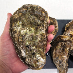 산지직송 제철 통영굴 삼배체 석화 생굴 하프셀 손질 바위굴 벚굴 : 일등푸드