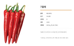칠월애 7월애 다나씨드 고추씨앗 1200립 고추종자 복합내병계 품종 : 한국농자재마트